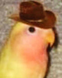 Birdie store