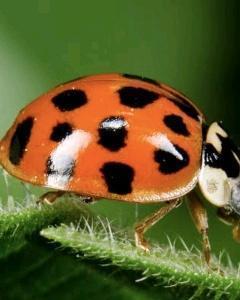 Gini Marshall